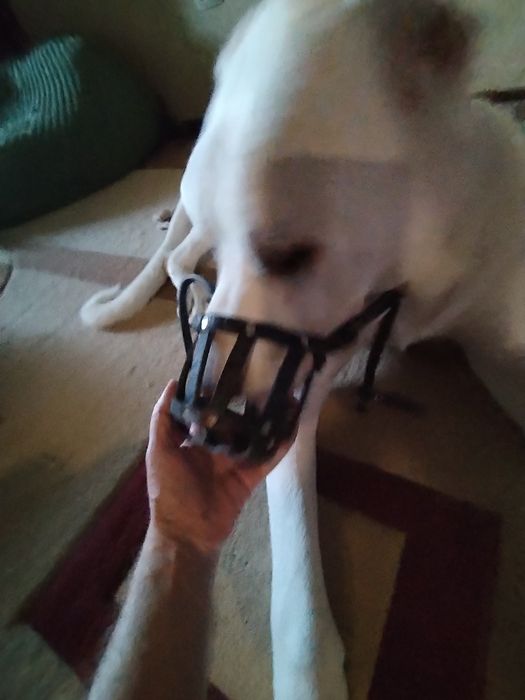 Шлейка и ошейник 50 см длина для собак