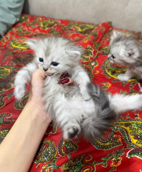 Продается котята