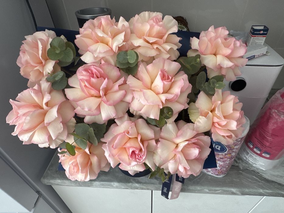 белые розы новые свежые