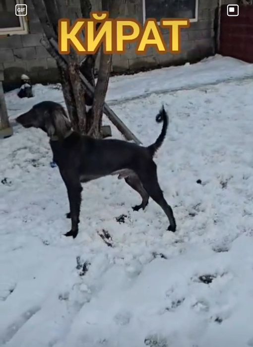 Казакы тазы сатылады Арлан тазы