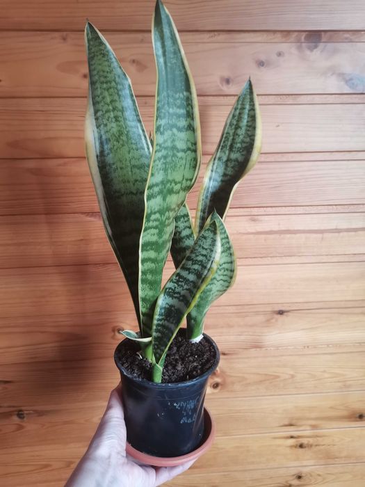 Комнатные цветы разные