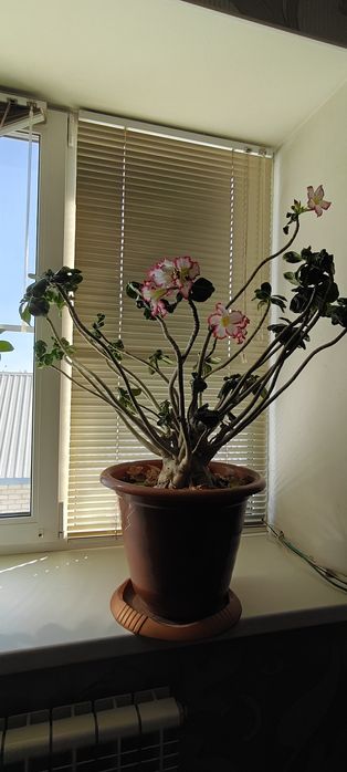 Продам Адениум !