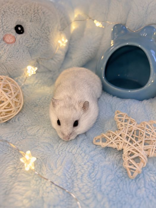 Hamster puiuț – băiețel, disponibil în Ploiești