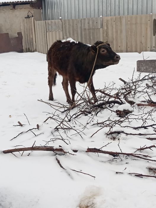 Продам тёлочку стоит на откорме