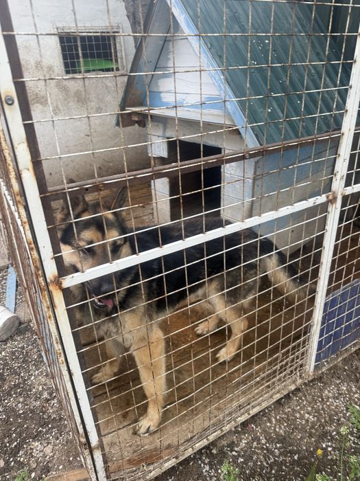 Собака, животные авчарка.         .