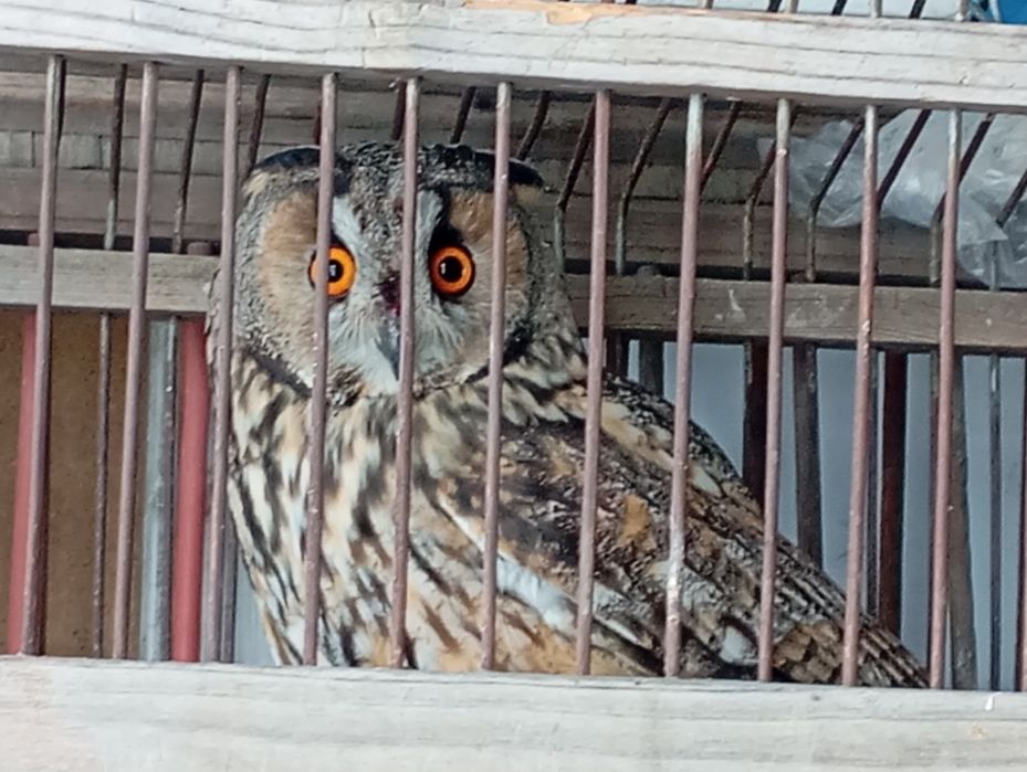 Ушастая сова продам