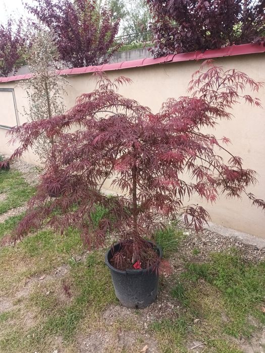 Artar japonez rosu/ acer palmatum dissectum red dragon