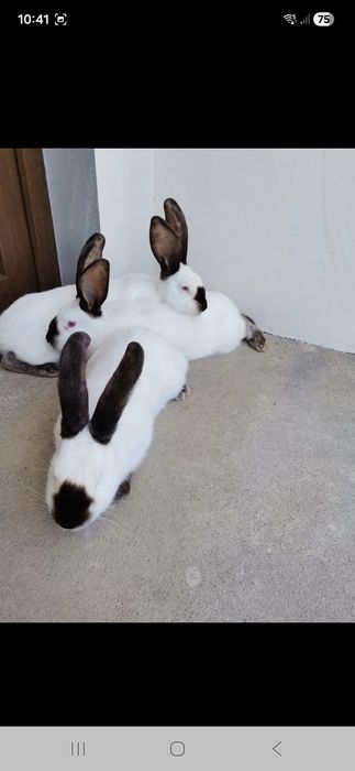 Urias de Transilvania