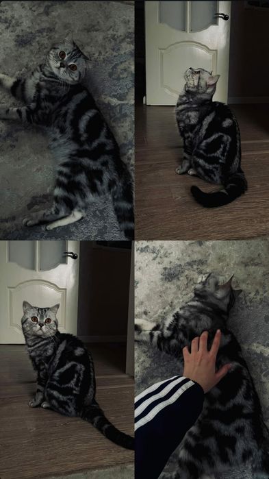 Вязка британец с родословной