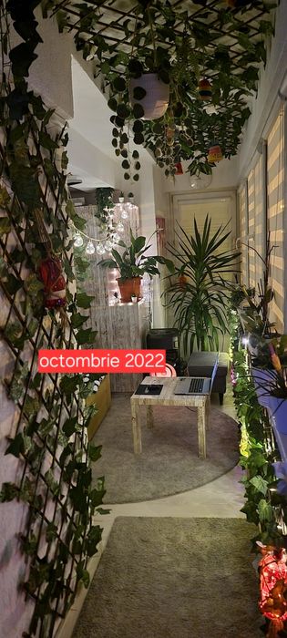 Yucca naturala 2.8 m