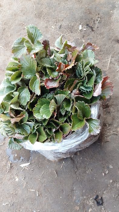 Продам саженцы клубники все сорта