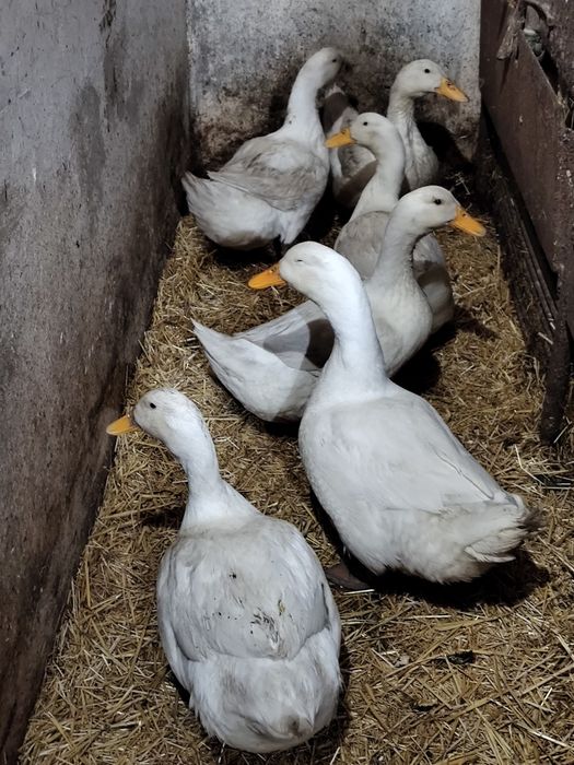 Rațe mari ouătoare