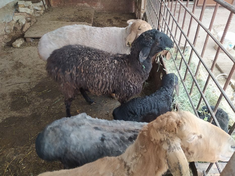 Козылык койлар сатылады