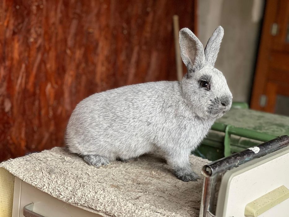 Iepuri marele argintiu deschis