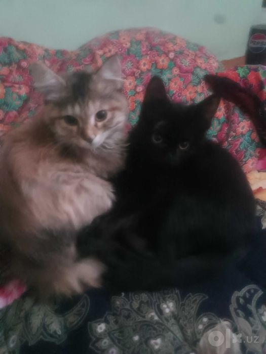 Черный котёнок. Где то 2-3месяца