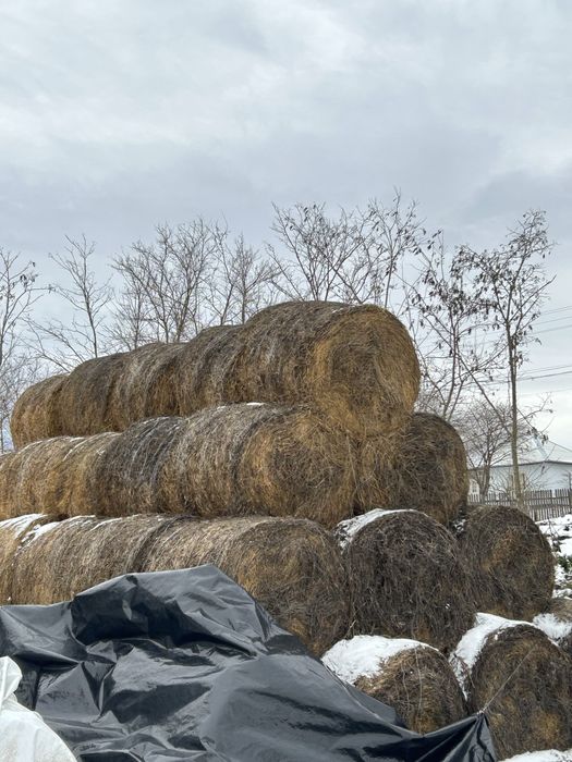 Vand baloti lucernă și paie orz