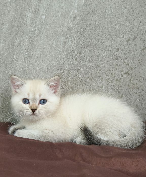 британский котёнок