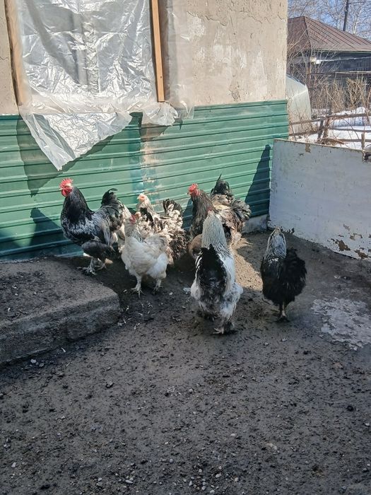 Продам петухов 3000тг