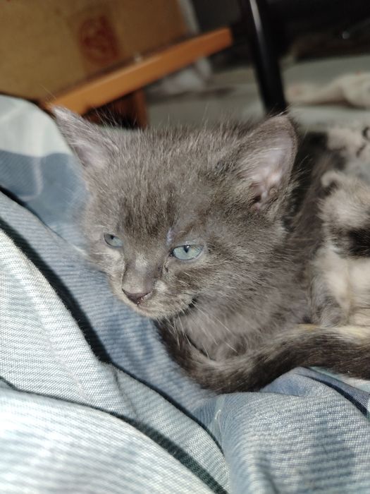 3 котёнка ищут добрые руки