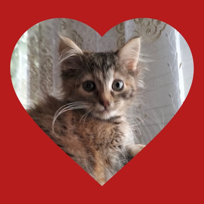 Отдам в добрые руки