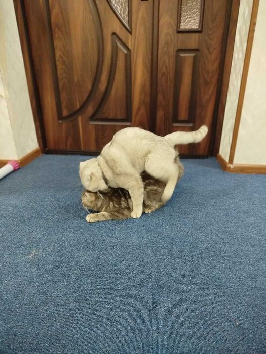 (SOTILMAYDI) Вязка скотиш фолд Серебристая шиншилла .кот НЕ ПРОДАЁТСЯ.