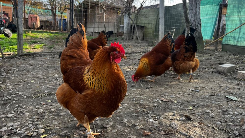 New Hampshire oua de incubat