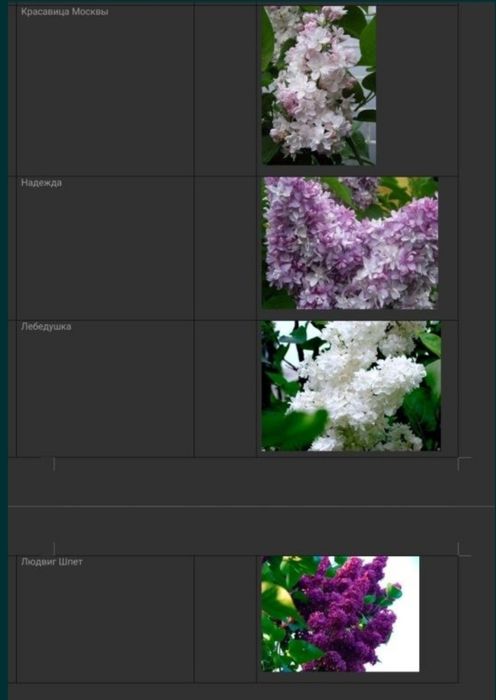 Тюльпаны и сирень оптом на 8 март с теплицы