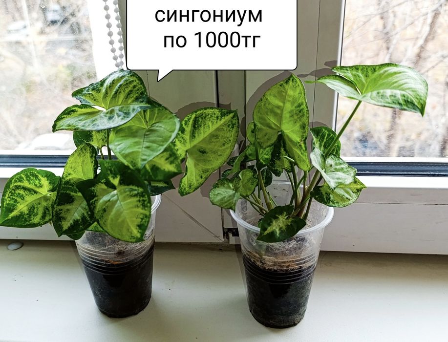 Алое колеус толстянка  сансевиерия
