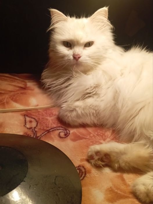 Кошечка Снежинка