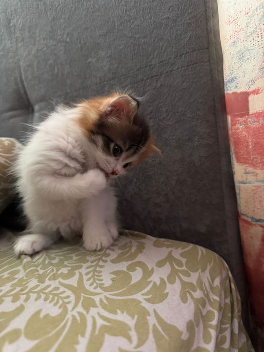 Котенок ищет дом