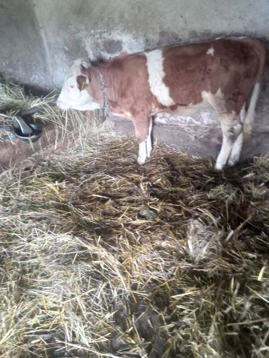 Vând vițea! Are 6 luni