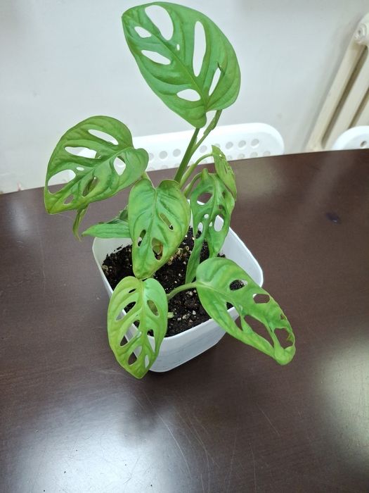 Комнатные  цветы