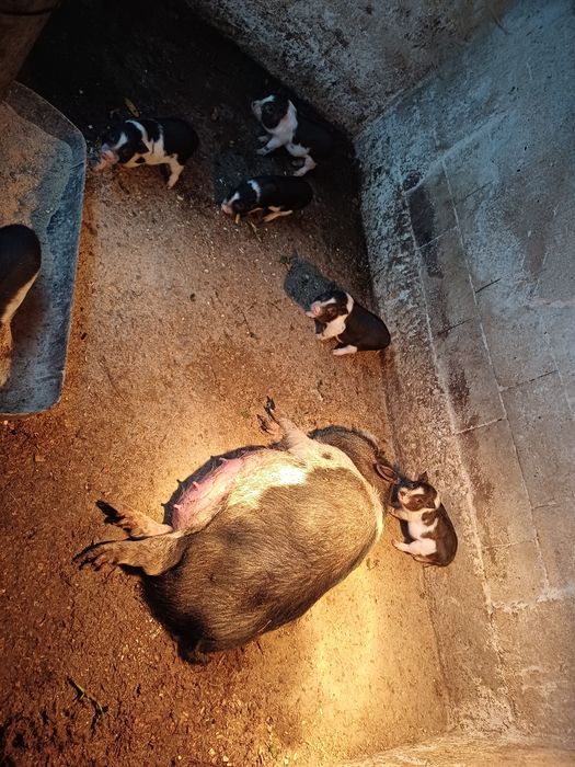 Виетнамски прасета