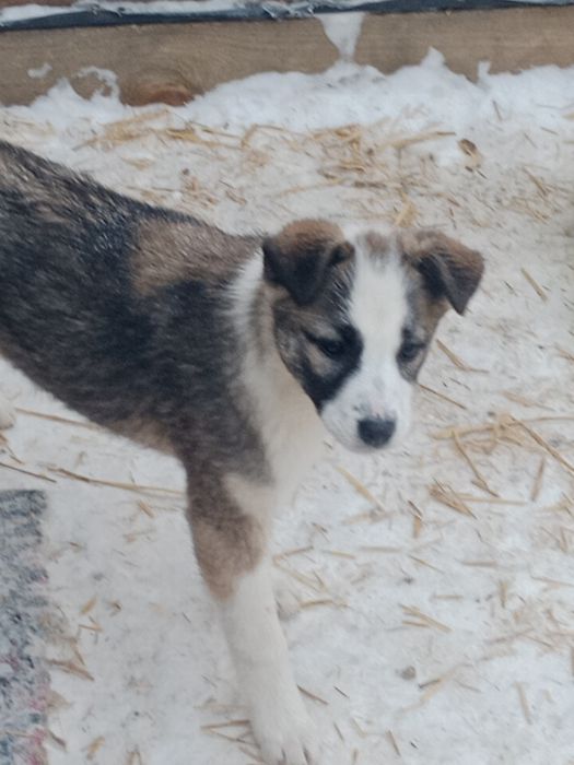 Щенки двортерьера