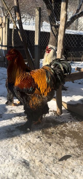 SUPER cocoși brahma !