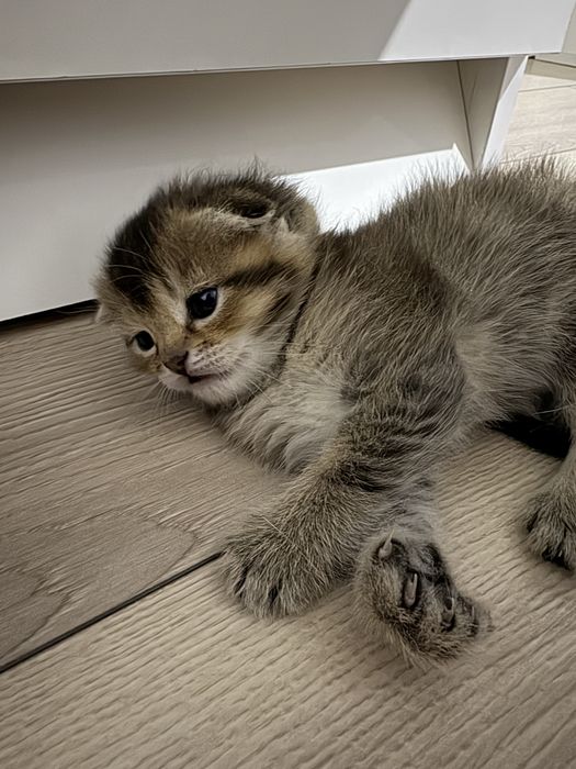 Шотландско-британские котята