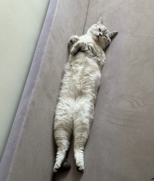 Кот скоттиш страйт