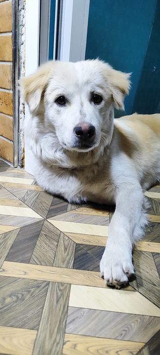 Отдадим собаку в хорошие руки