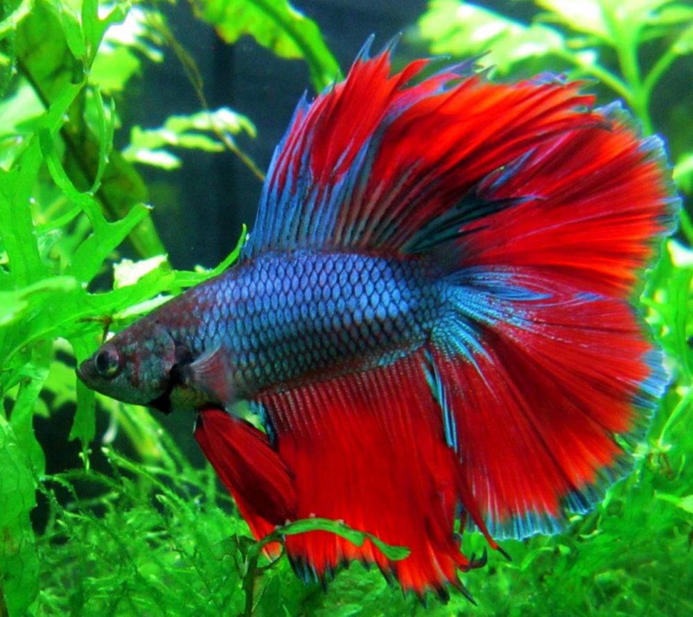 Петушок рыбка фото виды Петушок рыбка фото виды