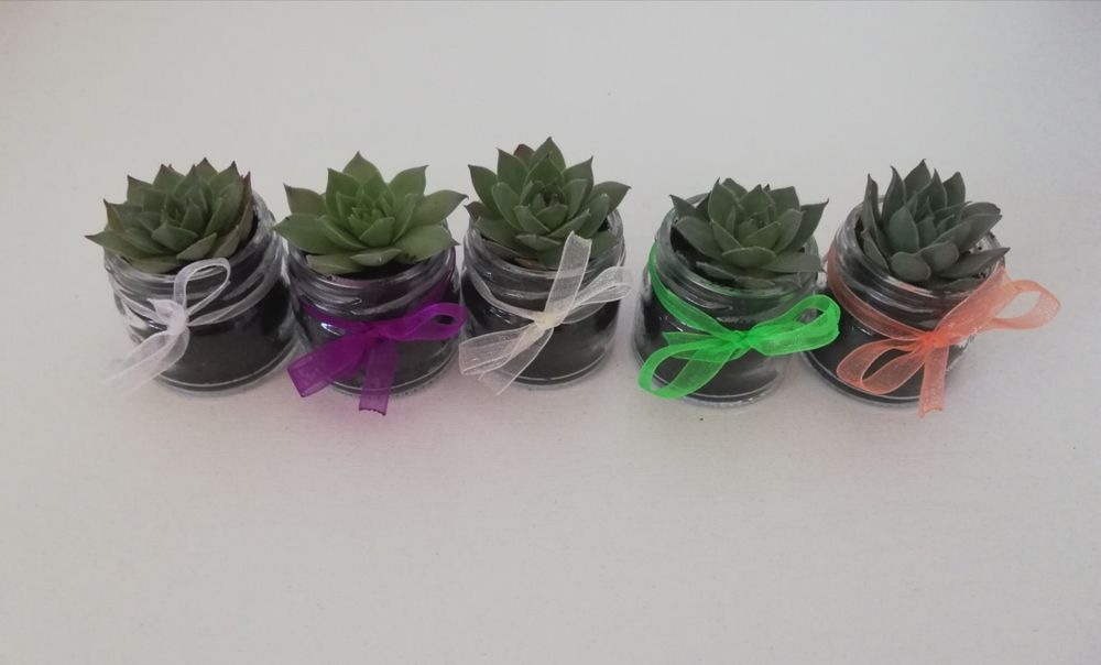 Marturii cu plante suculente