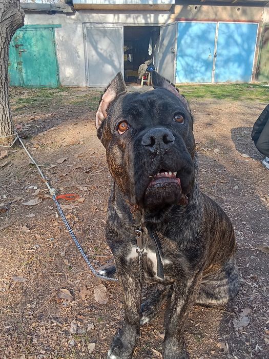 Продам Кане Корсо