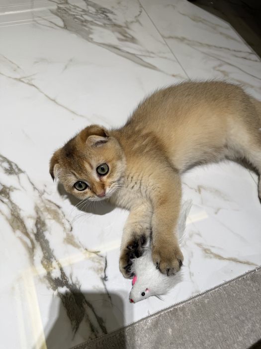 zolotaya shinshilla toza qon