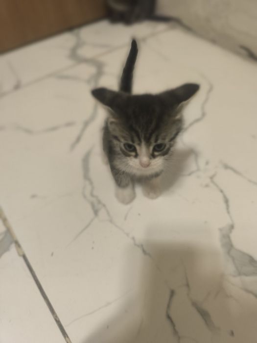 Отдам котят в добрые руки
