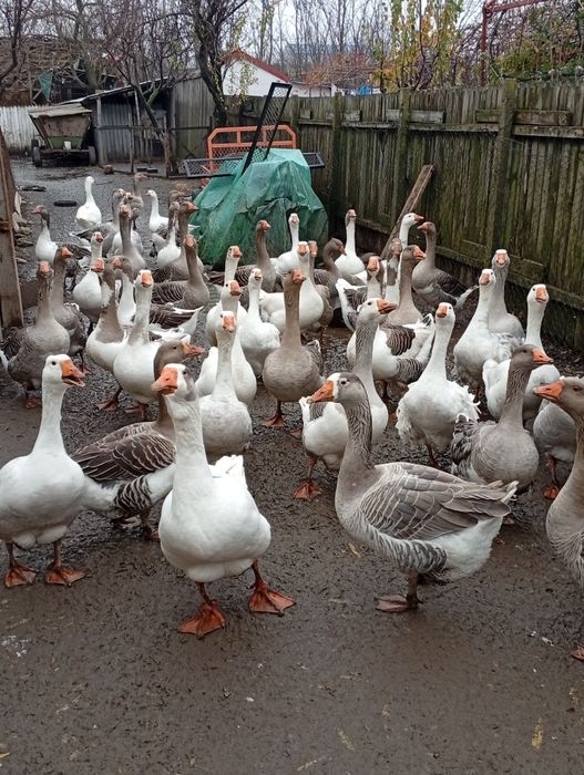 De vânzare gâște și gascani