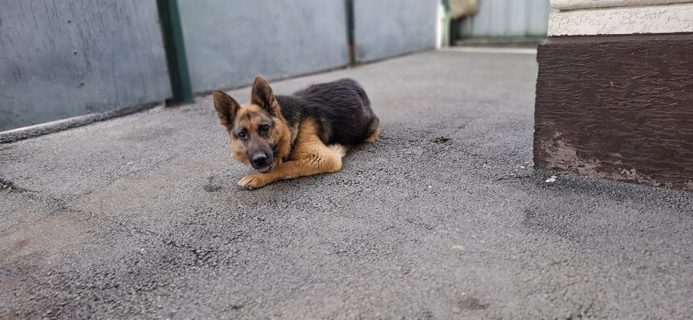 Немецкая овчарка