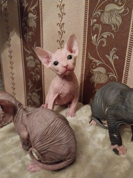 Котята сфинкса на бронь