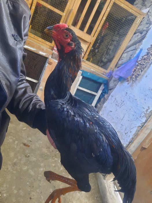 7 oylik tanachi juja narxi 1mlon