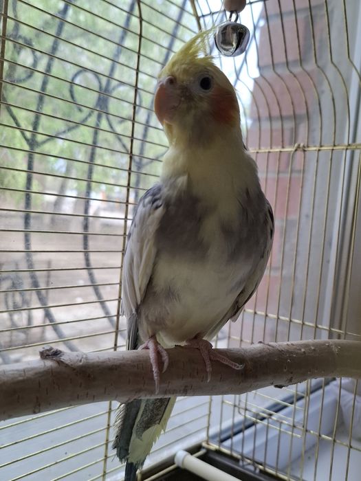 Продается попугай корелла