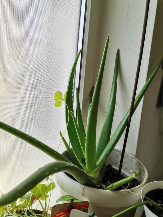 Aloe Vera diverse marimi plante