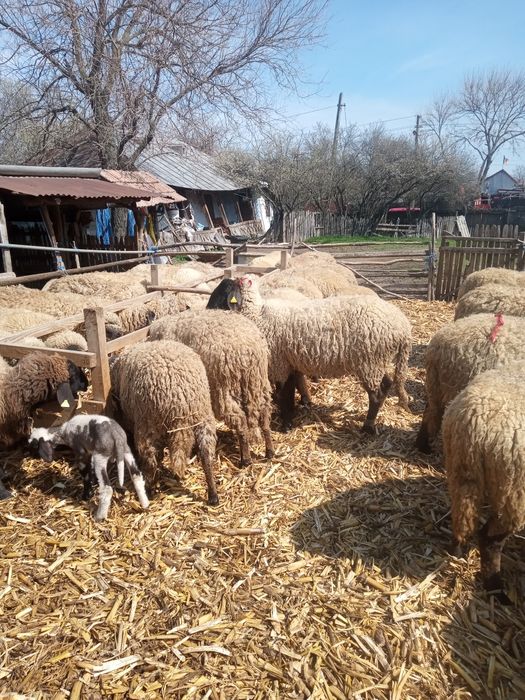 Vând oi carabasa 110 bucăți